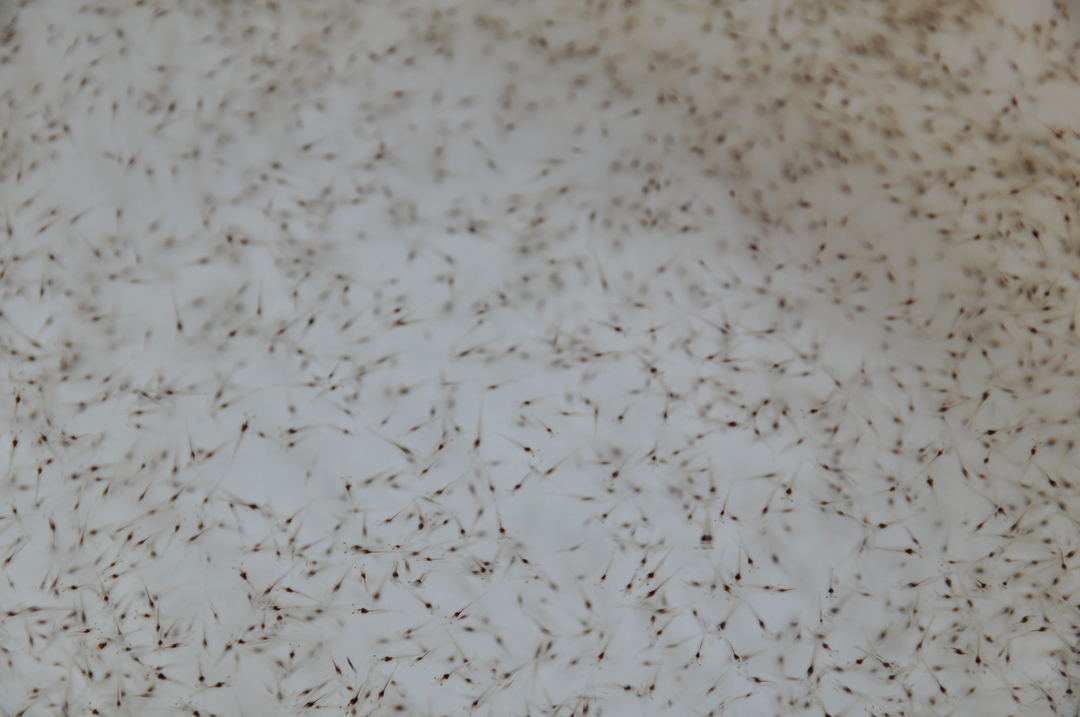 Charoen Pokphand Malaysia