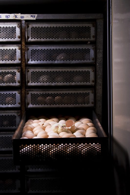 Charoen Pokphand Malaysia