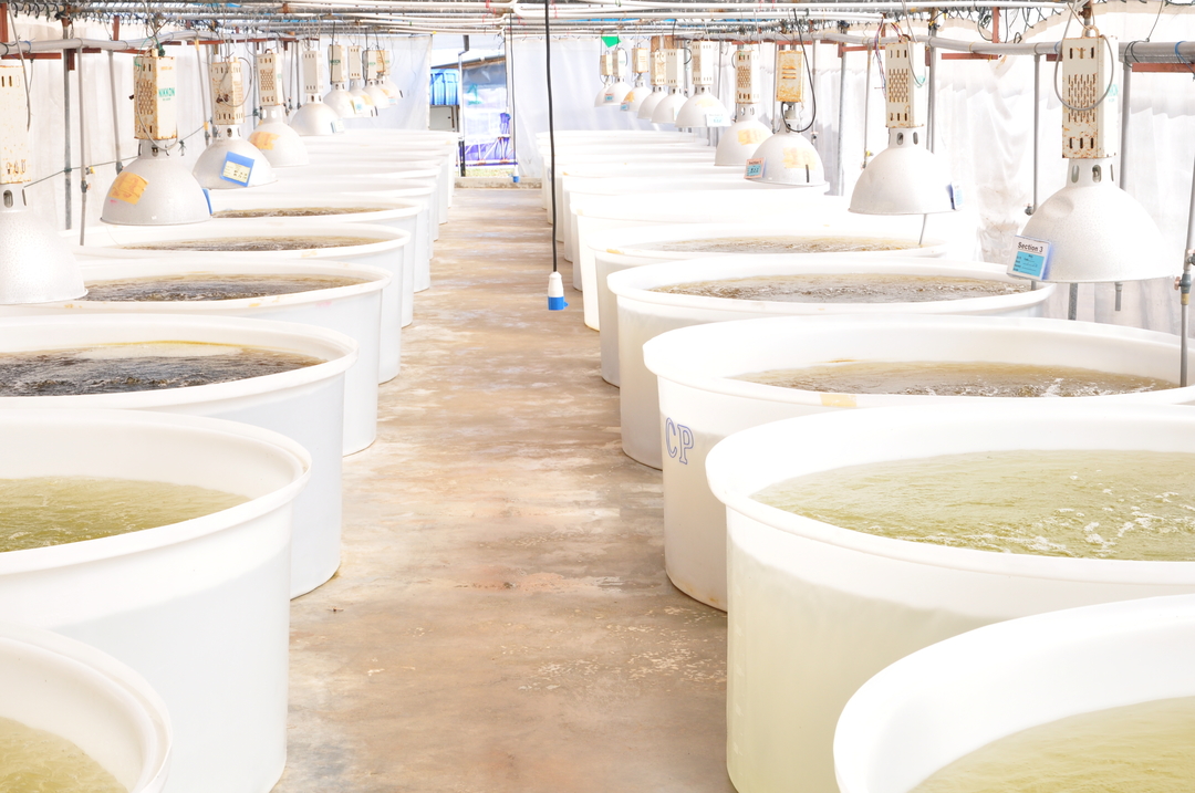 Charoen Pokphand Malaysia