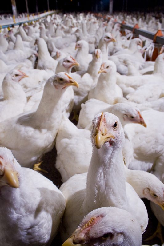 Charoen Pokphand Malaysia