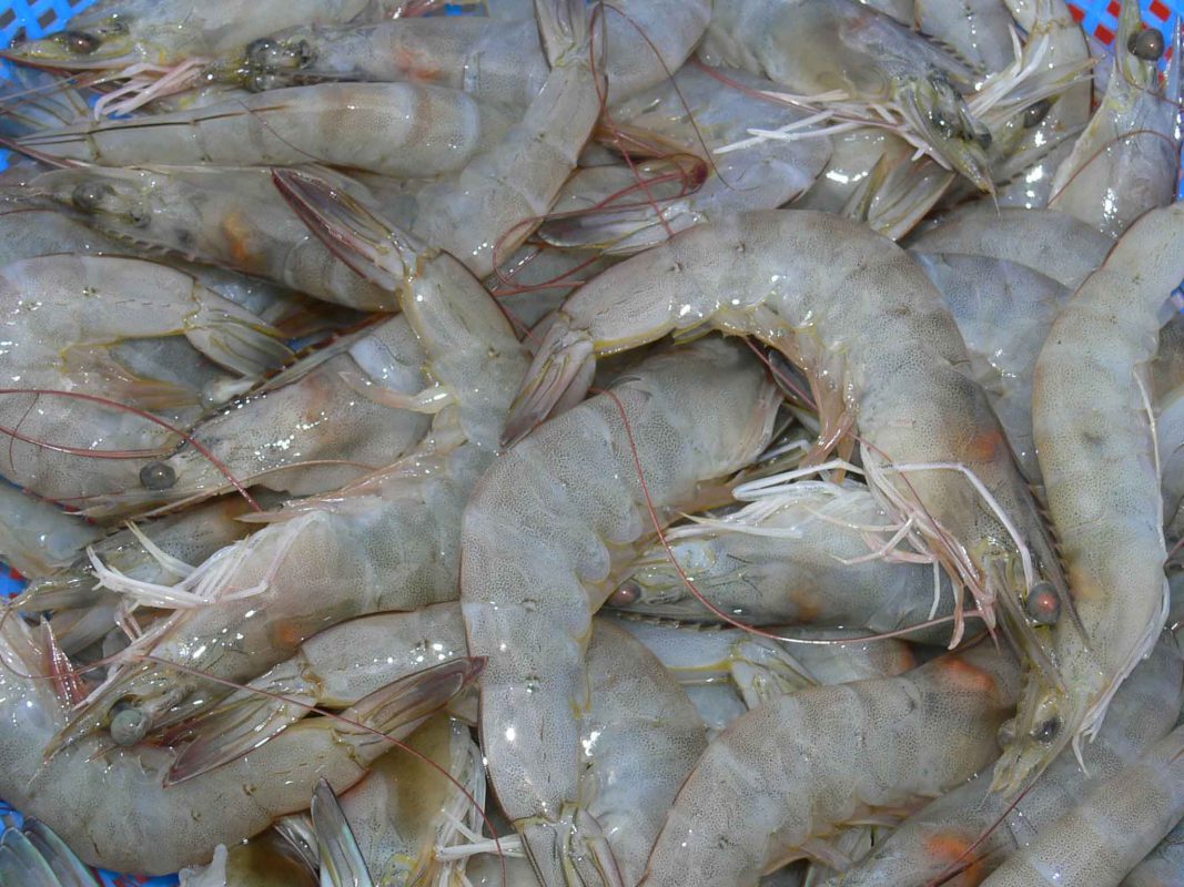 Charoen Pokphand Malaysia