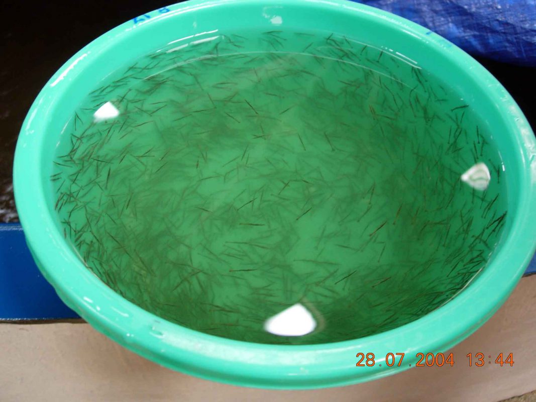 Charoen Pokphand Malaysia