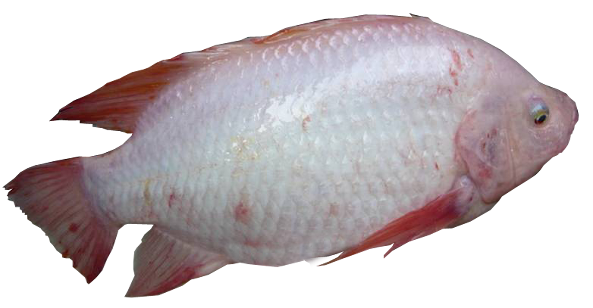 Fish Feed Charoen Pokphand Malaysia