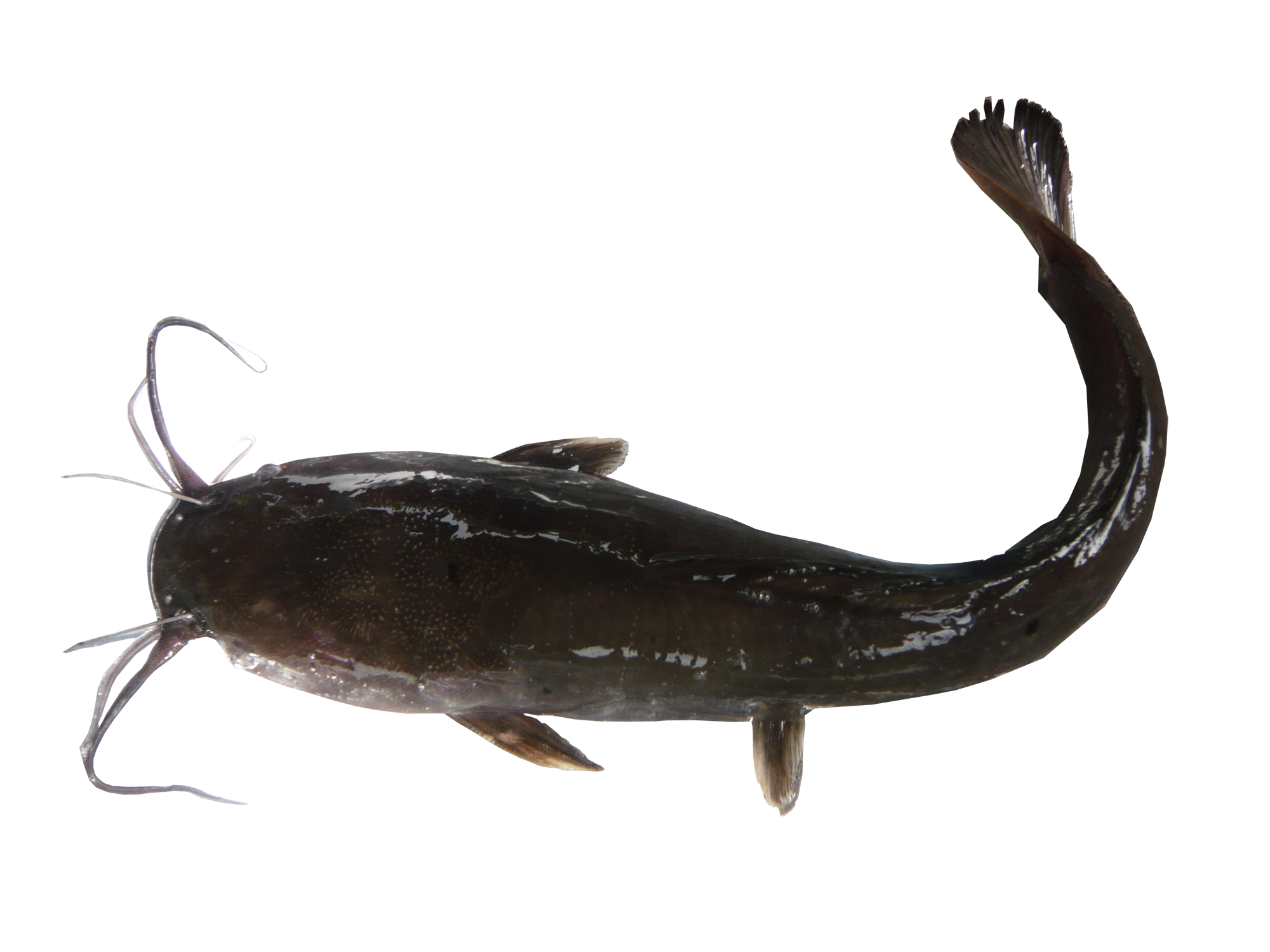 Fish Feed Charoen Pokphand Malaysia