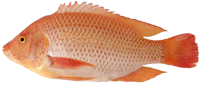 Charoen Pokphand Malaysia